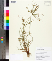 Cyperus retrorsus image