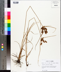 Cyperus retrorsus image