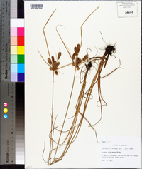 Cyperus retrorsus image