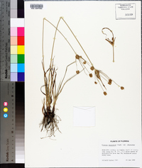 Cyperus retrorsus image