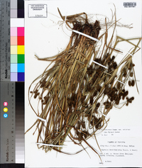 Cyperus retrorsus image