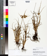 Cyperus retrorsus image