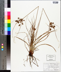 Cyperus retrorsus image