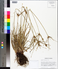 Cyperus retrorsus image