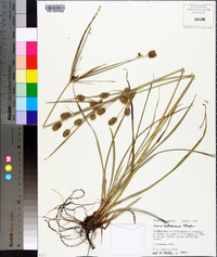 Cyperus retrorsus image
