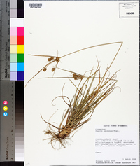 Cyperus retrorsus image