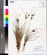 Cyperus retrorsus image