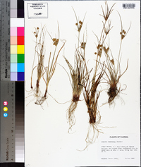 Cyperus retrorsus image