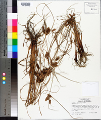 Cyperus retrorsus image