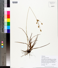 Cyperus retrorsus image