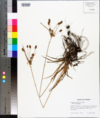 Cyperus retrorsus image