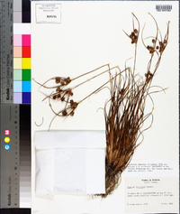 Cyperus retrorsus image