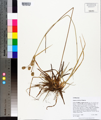 Cyperus retrorsus image