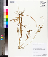 Cyperus retrorsus image