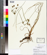 Cyperus retrorsus image