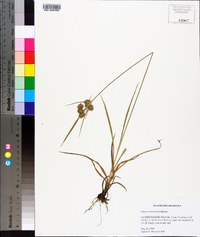 Cyperus retrorsus image