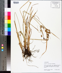 Cyperus retrorsus image