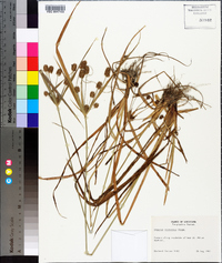 Cyperus retrorsus image