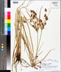 Cyperus retrorsus image