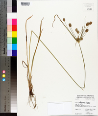 Cyperus retrorsus image