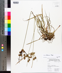 Cyperus retrorsus image