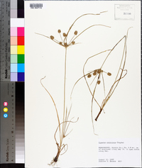 Cyperus retrorsus image