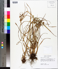 Cyperus retrorsus image