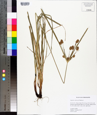 Cyperus retrorsus image