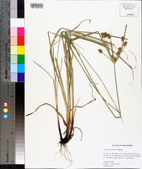 Cyperus retrorsus image