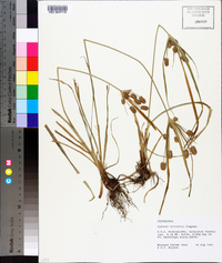 Cyperus retrorsus image