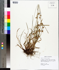 Cyperus retrorsus image