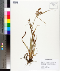 Cyperus retrorsus image