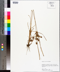 Cyperus retrorsus image