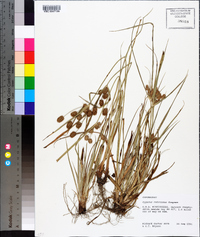 Cyperus retrorsus image