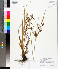 Cyperus retrorsus image