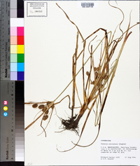 Cyperus retrorsus image