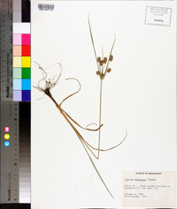 Cyperus retrorsus image