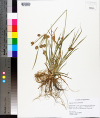 Cyperus retrorsus image