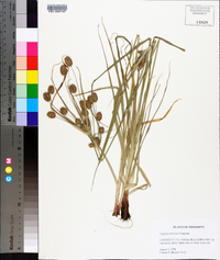 Cyperus retrorsus image