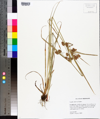 Cyperus retrorsus image