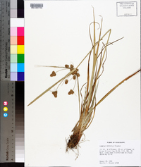 Cyperus retrorsus image