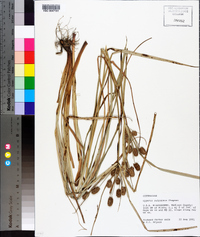 Cyperus retrorsus image