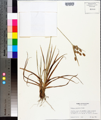 Cyperus retrorsus image