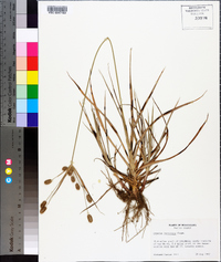 Cyperus retrorsus image