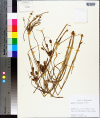 Cyperus retrorsus image