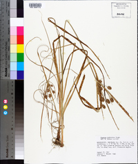 Cyperus retrorsus image