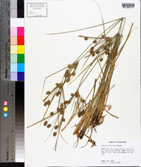 Cyperus retrorsus image