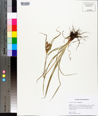 Cyperus retrorsus image