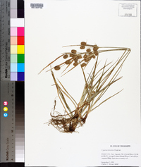 Cyperus retrorsus image