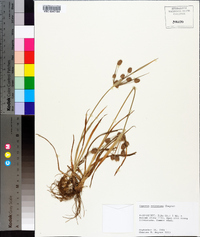 Cyperus retrorsus image